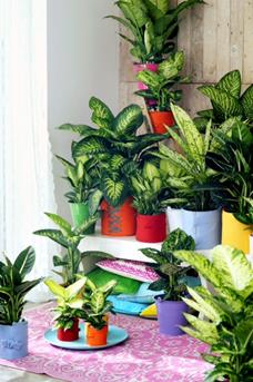 dieffenbachia