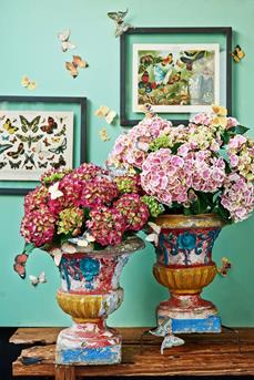 hortensia