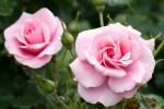 rozen