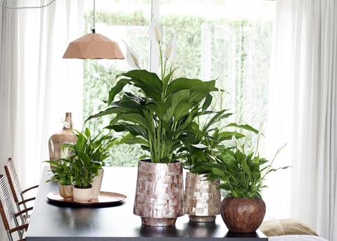 lepelplant
