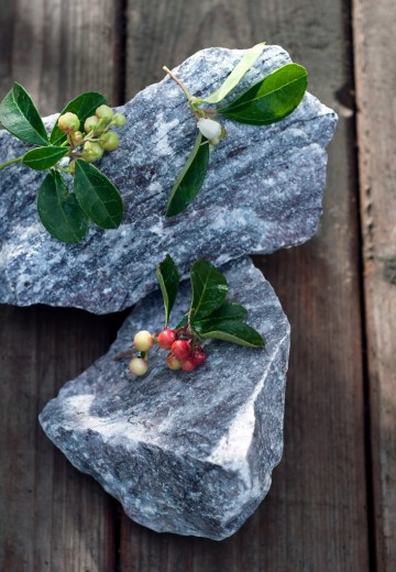 Bergthee plant van de maand