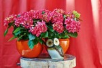 hortensia