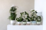 romanticus witte bloemen