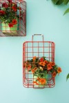 tuinplant