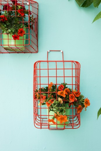 tuinplant