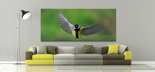 birdingtime