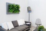 plant aan de wand