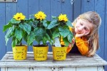 zonnebloem