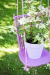 hortensia