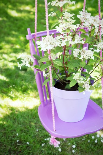 hortensia