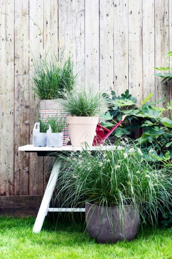 Sierlijke tuinborstels