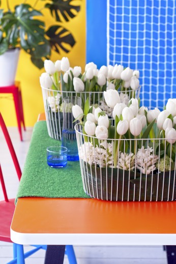 tulpen