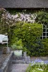 Clematis