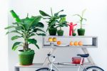 bananenplant