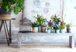 plantjes