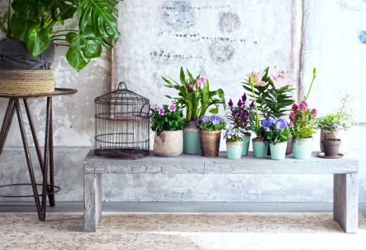 plantjes