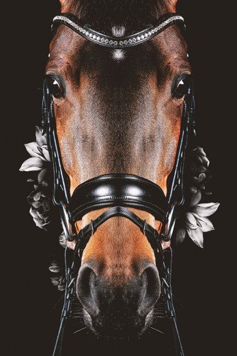 poster paard