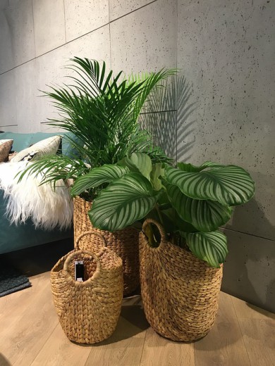 planten