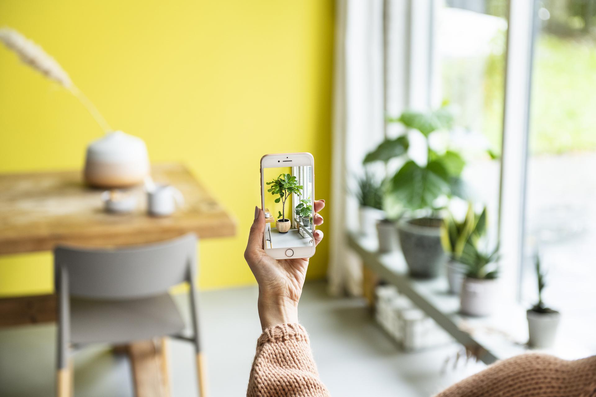 intratuin kamerplanten