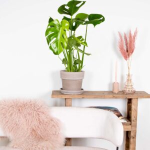 Gatenplant | Monstera ‘Deliciosa’ per stuk – Kamerplant in kwekerspot ⌀17 cm – ↕60-70 cm