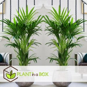 Plant in a Box – Kentia Palm – Howea Forsteriana – Kamerplant – Pot ⌀18cm – Hoogte ↕ 90-100cm
