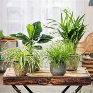 Plant in a Box – Mix van 4 Diervriendelijke Kamerplanten